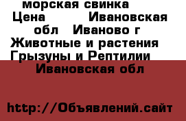 морская свинка !!! › Цена ­ 800 - Ивановская обл., Иваново г. Животные и растения » Грызуны и Рептилии   . Ивановская обл.